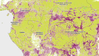 Second of 2 maps of the Congo Basin, showing tree cover in green, minimal amounts of tree cover gain in blue and substantial tree cover loss in purple. This map is viewed within a slider to reveal the change in tree cover between 2000 and 2022.